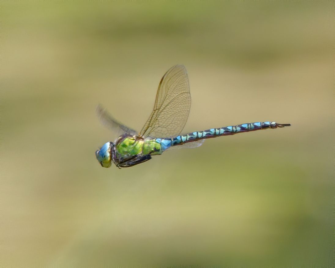 Aeshna viridis Green Hawker Grön mosaikslända